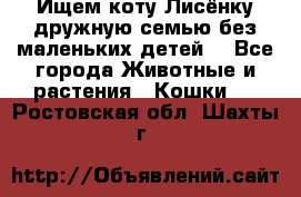 Ищем коту Лисёнку дружную семью без маленьких детей  - Все города Животные и растения » Кошки   . Ростовская обл.,Шахты г.